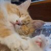 Pamela profile image