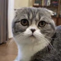 Xinyuan profile image