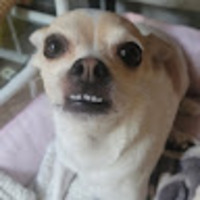 Sandra profile image