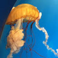 Jeffrey profile image