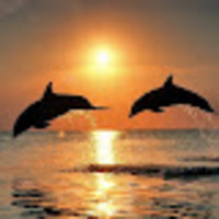 Maria Teresa profile image