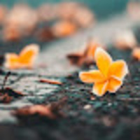 Sophia profile image