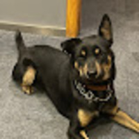 Jasmine profile image