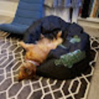 Arden profile image