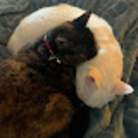 Lettie profile image