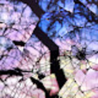 Misha profile image