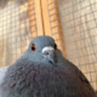Ellena profile image