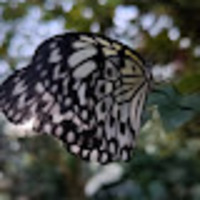Mac profile image